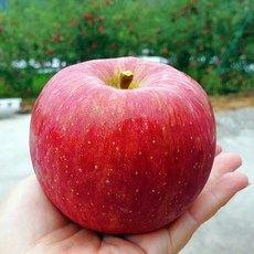 명품 안동 사과 정품 흠과 선물세트 과일 배 혼합 3kg 5kg 부사 홍로 아리수 꿀 햇 정품 선물용 프리미엄 유명한 곳 농원 가정용 흠사과 경북