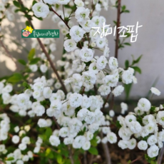 장미 조팝나무 [1포트] 대품 (복남이네야생화 모종 꽃나무 장미조팝 spiraea), 1개