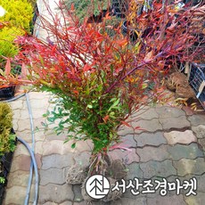 남천나무 묘목 키80~100cm 생울타리 서산조경마켓