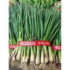 연하고 부드러운 맛있고 신선한 우리 농산물 쪽파 1단 1kg, 1개