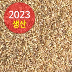 호라산밀 5kg (2023년산) 다이어트와 당뇨에 좋은 슈퍼푸드 고대원시곡물, 1개