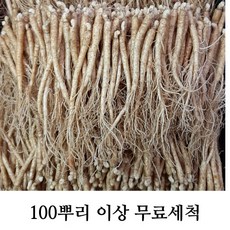 삼계탕용 갈비탕용 작은 실삼계 무료세척 실속형 100뿌리이상, 실삼계500g(80-120뿌리), (세척해주세요O)