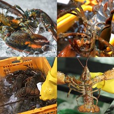 생물 캐나다 항공 직송 활 랍스터 꽉찬수율 중량별, 1박스, 활 랍스터 1.5kg