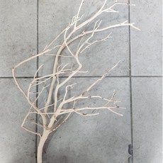 만자니타유목 잔가지유목 풍성한가지유목45~60cm, 1개