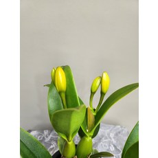 카틀레야 리틀썬 -꽃대 없음, 1개