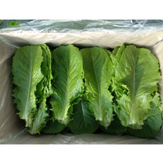 로메인 1kg 1박스 / 오늘 밭에서 수확한 잎로메인 상추 밭에서 바로 보내드립니다., 1개