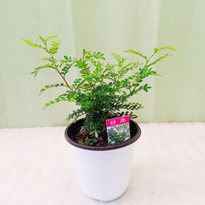 다년초사랑농원
