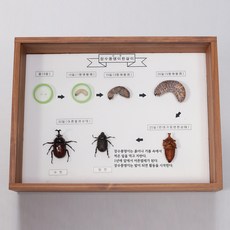 (JLS) 장수풍뎅이 한살이 7종세트 한살이표본 (300x400x70mm) 생물성장과정 곤충표본