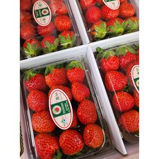 [고당도] 논산/하동 설향 딸기 농장직송, 4개, 500g
