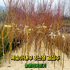 복숭아 묘목 결실주 3년생 4년생 백도 황도 천도(신비), 1개