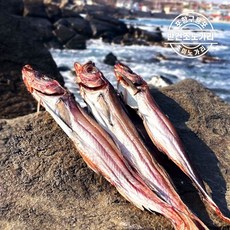 포항노가리