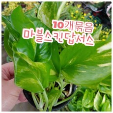 마블스킨답서스
