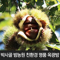 박사골 옥광밤 대 4kg / 유기농 명품밤 햇밤