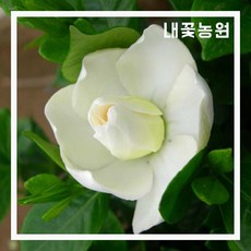 꽃치자 5치 화분