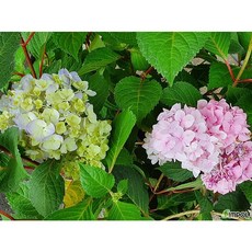 투톤수국코사지
