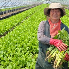 아삭한 안동 어린 열무 4kg 연한 열무 산지직송 직접재배, 1개