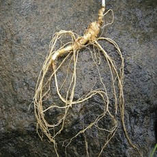삼삼팔이 산양삼 7년근 8뿌리 11뿌리 익일배송 장뇌삼 산양산삼