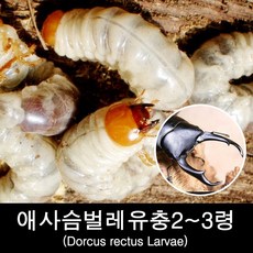 애사슴벌레애벌레2~3령/Dorcus rectus(경남산지), 1개