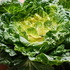 [산정] 국내산 봄동 2kg, 1개