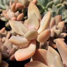 석연화