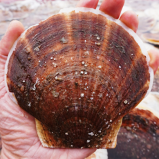가리비 참가리비 1kg 국산/수입 대왕 조개구이 찜 치즈구이 해물라면 캠핑요리, 국산 참가리비 중대 1kg
