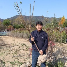 살구나무 묘목 플럼코트 3년생결실주 심포니 티파니 하모니, 티파니 3년생 결실주, 1개