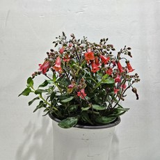 꽃이 계속피는 엔젤 카랑코에, 1개