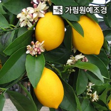 귤나무 유실수 가림원예조경, 레몬 7치화분 결실주, 1개