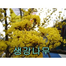 생강나무1.~1.2미터 개화주 10그루 나무 묘목 생강나무 꽃나무, 5개