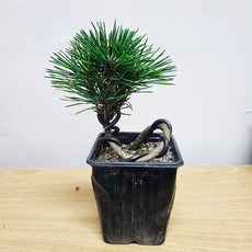 소나무분재용화분