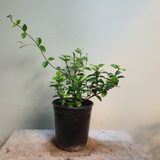 63d29060e18ea50f27a15b7749dc51565258b2d24d632ddd147fa4428a1a.jpg