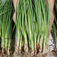 쪽파 제철 흙 쪽파 깐쪽파 손질 쪽파 2kg 4kg, 1개