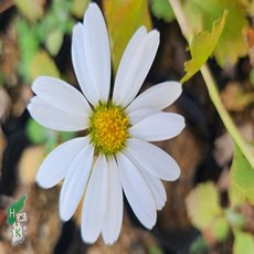 모종/바위구절초 포트묘 5개묶음 AH1229, 5개