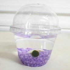 데코덴아트마리모