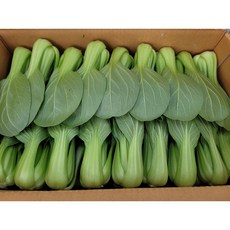 야채왕 청경채 4kg 박스(실중량3.8~4KG), 1개