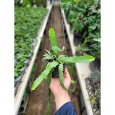 립살리스쇼우