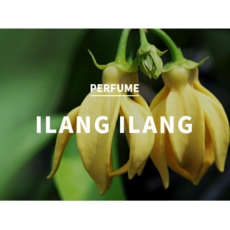 일랑일랑프래그런스오일