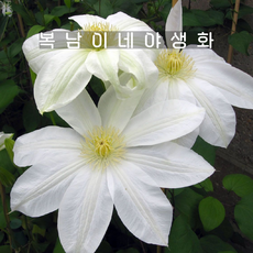 큰꽃으아리 [2포트 복남이네야생화 모종 으아리 덩굴식물 클레마티스 clematis], 2개