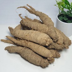 태백산골더덕