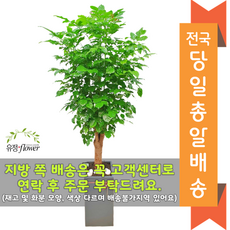 화분배달당일배송