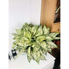 서비내 아글레오네마 스노우 샤파이어 대형 Aglaonema Snow Sapphire 인테리어 플랜테리어, 1개