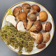 국내산 참송이버섯 가정용 무농약 버섯 특품, 1박스, 참송이 중품 버섯1kg