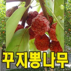 특용/약용수 접목꾸지뽕(가시없는나무)결실주(분)