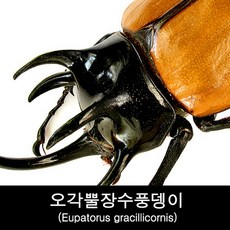곤충표본 오각뿔장수풍뎅이 Eupatorus gracillicornis, 수컷80~84mm, 1개