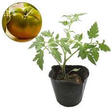 갑조네 대저 짭짤이 토마토모종(2개) 텃밭 열매 모종 체험학습