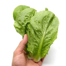 새벽경매 통 로메인 상추 포기상추200g 500g, 통 로메인 상추 200g, 200g, 1개
