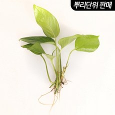 [미미네아쿠아] 스킨답서스 3촉 - (베타수초 원예수초), 단품없음