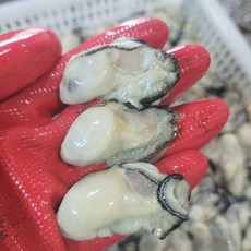 통영 삼베체굴 석화 개체굴 벚굴 바위굴하프셀, 1개, 하프셀(반각굴)/중량:손질전1kg