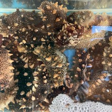 국내산 산지직송 자연의 보약 싱싱하고 쫄깃쫄깃한 자연산 활 해삼, 1개, 500g