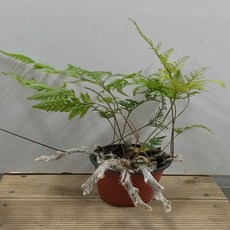 6e04d054266648ef9420684e6b2d7ff316f87286319bce76023bb5f2d554.jpg